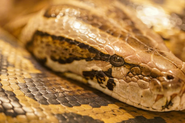 closeup of a phyton snake eye 