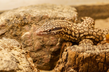 macro close up photo of sand lizard at wood 