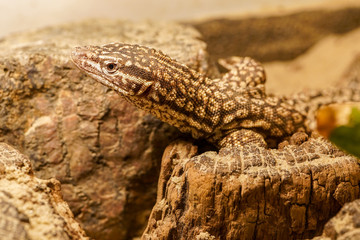 macro close up photo of sand lizard at wood 