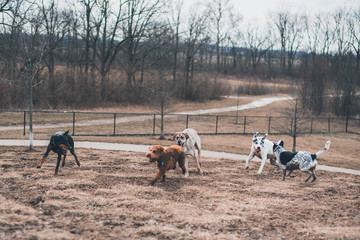 Dogs Playing at the Park