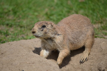 Erdmännchen Suricata suricatta
