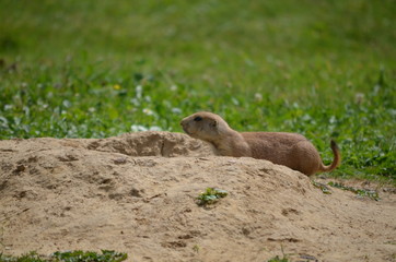 Erdmännchen