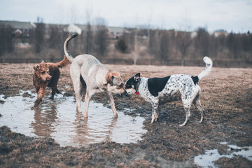 Dogs in the Mud