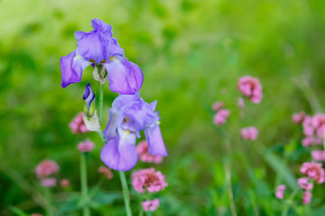Iris with soft light. Violet iris and pink flowers with soft focus on a spring meadow. Nature wallpaper blurry backdrop. Floral poster. Copy space.