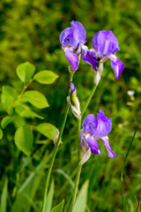 Violet iris flowers on a green field. Blossoming iris and buds for poster. Nature wallpaper blurry background. Image is of soft focus.