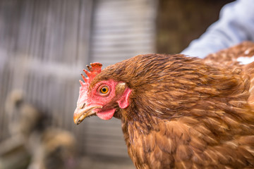 Closeup, brown hen in a free range farm. This hens lay first quality organic eggs.