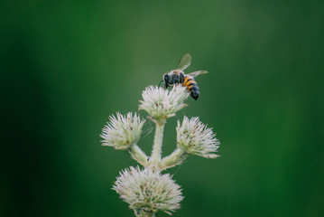 free bee