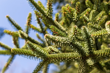 Evergreen yew tree with small round yellow blossoms under the sunshine against the blue sky.