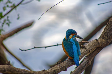カワセミ