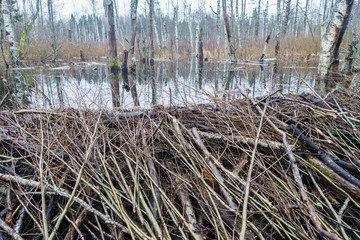 beaver-shaped dams in the forest, forming dams from many branches; beaver flooded plot with many dead birch trunks
