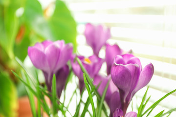 Beautiful spring crocus against light background, space for text