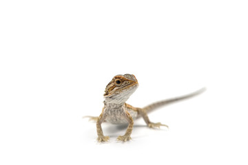 Lizard Bearded Dragon isolated on white background