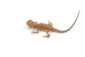 Lizard Bearded Dragon isolated on white background