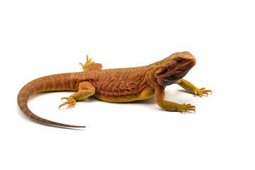 Lizard Bearded Dragon isolated on white background