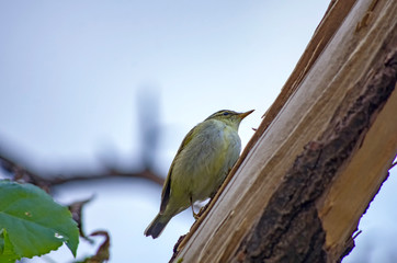 センダイムシクイ	