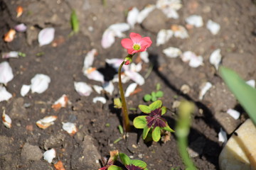 Red Tiny Flower Blooming Home Gardening Planting Stock Photo