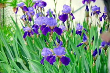 Iris Violet Flowers Home Garden Stock Photo Detail Closeup