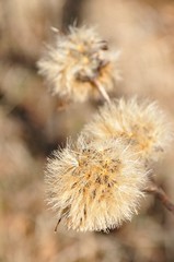 タイアザミの綿毛