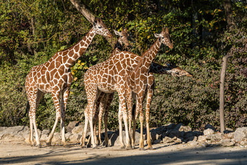 The giraffe, Giraffa camelopardalis is an African mammal