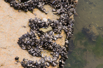 Mejillones en sus rocas