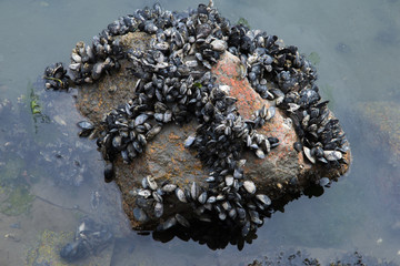 Mejillones en sus rocas