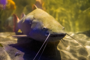 closeup of a white colored red tail catfish, big tropical fish from the amazon basin of America