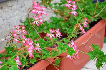 Pelargonium Plant Pink in Flower Bed Box Stock Photo