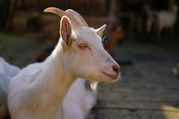 Portrait of swiss white goat from Cavigliano village