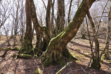 石棚山の古木