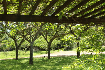 Fototapeta na wymiar Jardim Botânico Brasília