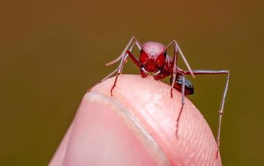 Beautiful Strong jaws of red ant close-up