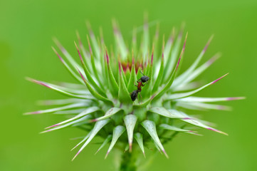 Beautiful Strong jaws of red ant close-up