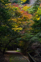 Fototapeta na wymiar 大阪府箕面市・箕面ビジターセンターの紅葉の風景 
