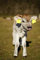 Baby cow with blue eyes