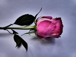 Rosa ed Amore