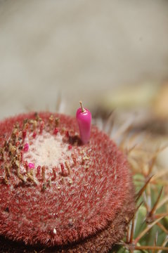 rambutan on white background, coroa de frade