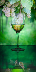 White wine and grapes reflected inside
