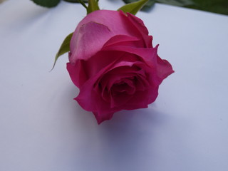Rosa ed Amore