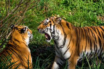 The Siberian tiger,Panthera tigris altaica in the zoo