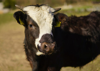 Black and white cow in the nature