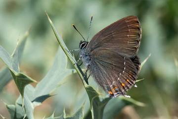 butterfly on flower