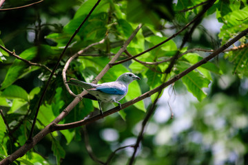 Obraz premium free and beautiful bird