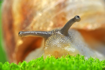 Close up  beautiful Snail in the garden