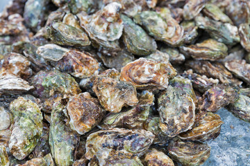Fresh raw oysters background closeup