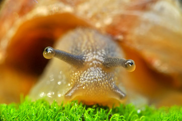 Close up  beautiful Snail in the garden