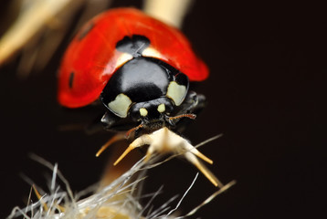Beautiful ladybug on leaf defocused background