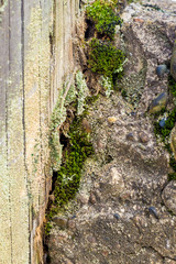 Close-up natural still life in the spring forest with different types of moss, plants and insects on the surface of the tree as a background. Texture.
