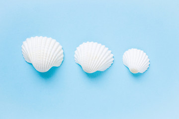 Obraz na płótnie Canvas Composition of exotic sea shells on a blue background. Summer concept. Flat Lay. Top View
