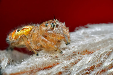 Close up  beautiful jumping spider  - Stock Image 