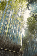Bamboo grove in Arashiyama, Japan